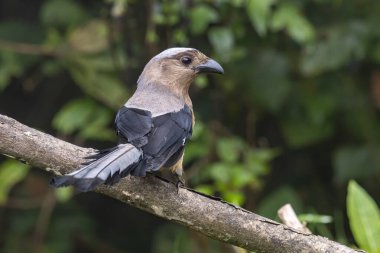Bornean Treepie 'nin (Dendrocitta Cinerascen), Borneo Adası' na özgü güzel, büyük bir kuşunun doğa görüntüsü.