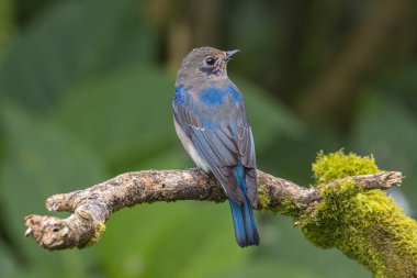 Genç Mavi-Beyaz Sinek Yakalayıcı, Japon Sinekkapan Erkek mavi-beyaz ağaçta tünemiş