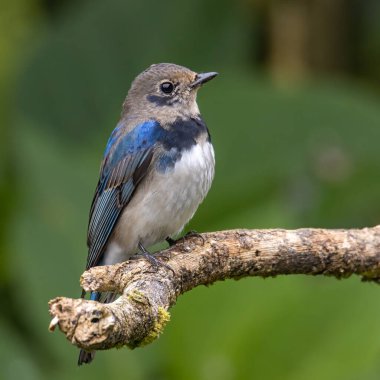 Genç Mavi-Beyaz Sinek Yakalayıcı, Japon Sinekkapan Erkek mavi-beyaz ağaçta tünemiş