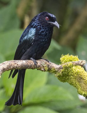 Tüneğin üzerinde Bronz Drongo kuşunun (Dicrurus aeneus) doğa görüntüsü