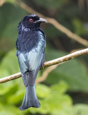 Tüneğin üzerinde Bronz Drongo kuşunun (Dicrurus aeneus) doğa görüntüsü