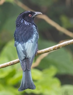 Tüneğin üzerinde Bronz Drongo kuşunun (Dicrurus aeneus) doğa görüntüsü