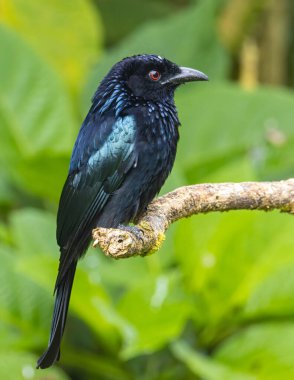 Tüneğin üzerinde Bronz Drongo kuşunun (Dicrurus aeneus) doğa görüntüsü