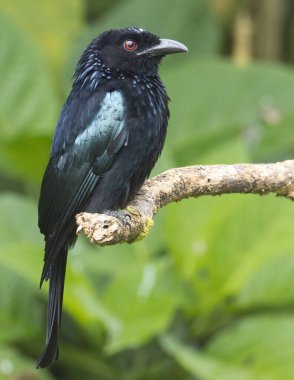 Tüneğin üzerinde Bronz Drongo kuşunun (Dicrurus aeneus) doğa görüntüsü
