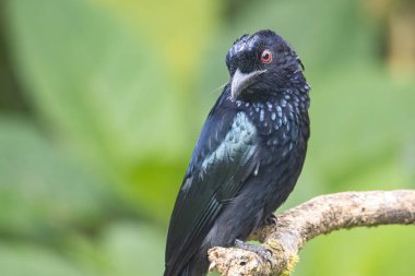 Tüneğin üzerinde Bronz Drongo kuşunun (Dicrurus aeneus) doğa görüntüsü