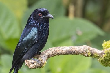 Tüneğin üzerinde Bronz Drongo kuşunun (Dicrurus aeneus) doğa görüntüsü
