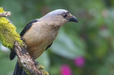 Bornean Treepie 'nin (Dendrocitta Cinerascen), Borneo Adası' na özgü güzel, büyük bir kuşunun doğa görüntüsü.