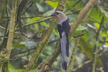 Bornean Treepie 'nin (Dendrocitta Cinerascen), Borneo Adası' na özgü güzel, büyük bir kuşunun doğa görüntüsü.