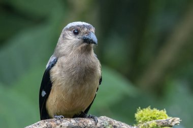 Bornean Treepie 'nin (Dendrocitta Cinerascen), Borneo Adası' na özgü güzel, büyük bir kuşunun doğa görüntüsü.