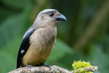 Bornean Treepie 'nin (Dendrocitta Cinerascen), Borneo Adası' na özgü güzel, büyük bir kuşunun doğa görüntüsü.