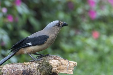Borneo Adası 'na özgü olarak bilinen Bornean Treepie (Dendrocitta Cinerascen) adlı güzel bir kuşun doğa görüntüsü.