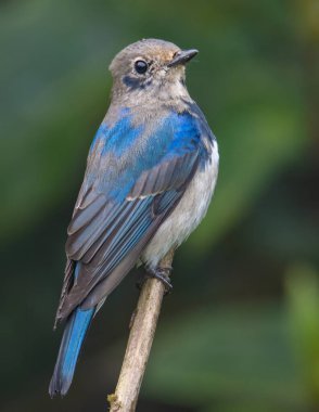 Genç Mavi-Beyaz Sinek Yakalayıcı, Japon Sinekkapan Erkek mavi-beyaz ağaçta tünemiş