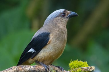 Borneo Adası 'na özgü olarak bilinen Bornean Treepie (Dendrocitta Cinerascen) adlı güzel bir kuşun doğa görüntüsü.