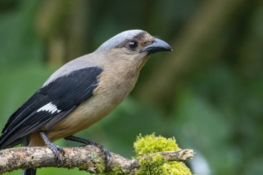 Borneo Adası 'na özgü olarak bilinen Bornean Treepie (Dendrocitta Cinerascen) adlı güzel bir kuşun doğa görüntüsü.