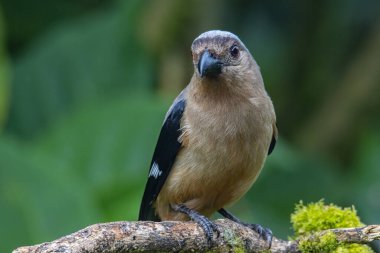 Borneo Adası 'na özgü olarak bilinen Bornean Treepie (Dendrocitta Cinerascen) adlı güzel bir kuşun doğa görüntüsü.
