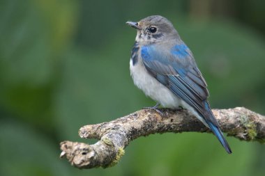 Genç Mavi-Beyaz Sinek Yakalayıcı, Japon Sinekkapan Erkek mavi-beyaz ağaçta tünemiş