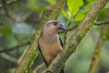 Borneo Adası 'na özgü olarak bilinen Bornean Treepie (Dendrocitta Cinerascen) adlı güzel bir kuşun doğa görüntüsü.