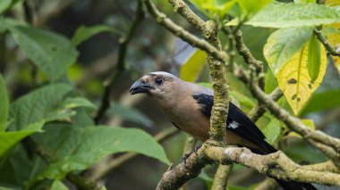 Borneo Adası 'na özgü olarak bilinen Bornean Treepie (Dendrocitta Cinerascen) adlı güzel bir kuşun doğa görüntüsü.