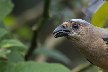 Borneo Adası 'na özgü olarak bilinen Bornean Treepie (Dendrocitta Cinerascen) adlı güzel bir kuşun doğa görüntüsü.
