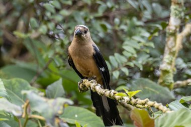 Borneo Adası 'na özgü olarak bilinen Bornean Treepie (Dendrocitta Cinerascen) adlı güzel bir kuşun doğa görüntüsü.