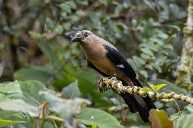 Borneo Adası 'na özgü olarak bilinen Bornean Treepie (Dendrocitta Cinerascen) adlı güzel bir kuşun doğa görüntüsü.