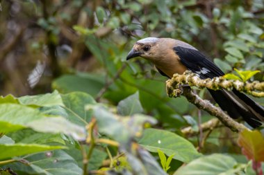 Borneo Adası 'na özgü olarak bilinen Bornean Treepie (Dendrocitta Cinerascen) adlı güzel bir kuşun doğa görüntüsü.