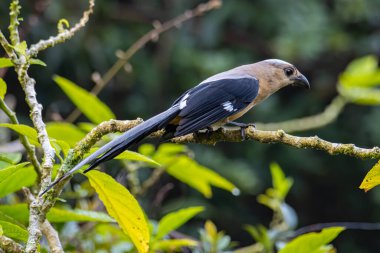 Borneo Adası 'na özgü olarak bilinen Bornean Treepie (Dendrocitta Cinerascen) adlı güzel bir kuşun doğa görüntüsü.