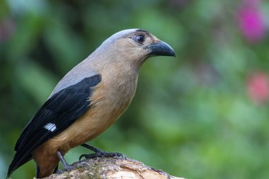 Borneo Adası 'na özgü olarak bilinen Bornean Treepie (Dendrocitta Cinerascen) adlı güzel bir kuşun doğa görüntüsü.