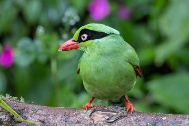 Borneo 'nun Yeşil Saksağan olarak bilinen yeşil kuşlarının doğa görüntüsü