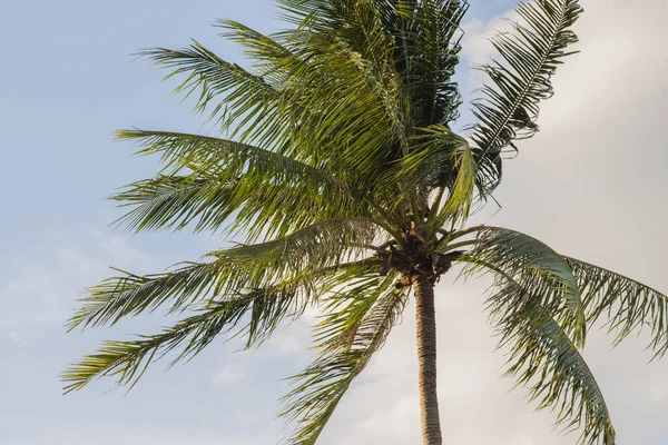 Açık mavi gökyüzünde palmiye ağaçları