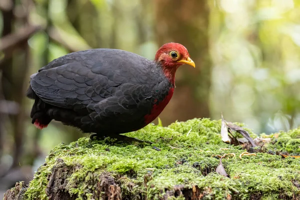 Природа Дикой Природы Птицы Багровых Куропаток Глубоких Джунглях Тропических Лесов — стоковое фото
