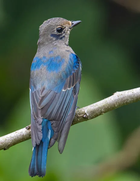 Mláďata Modrobílá Flycatcher Japonka Flycatcher Samec Modré Bílé Barvy Sedí — Stock fotografie