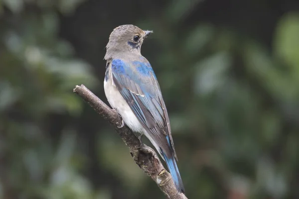 Молодий Блакитно Білий Флікетчер Японський Flycatcher Чоловічий Блакитний Білий Колір — стокове фото