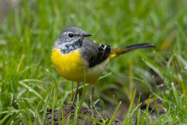 Nature Image Faune Grey Wagtail Sur Nature Jungle Profonde — Photo