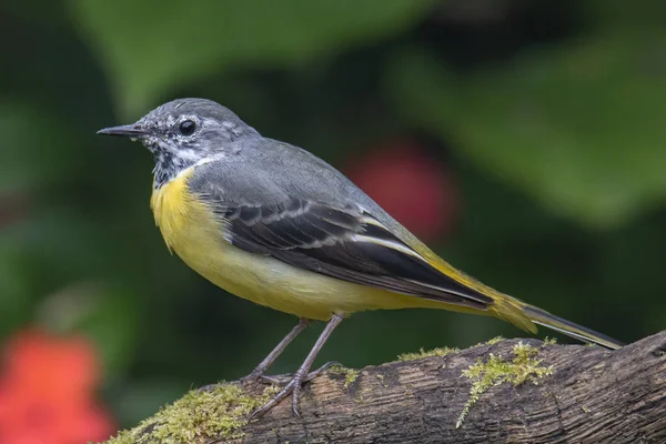 Doğanın vahşi yaşam görüntüsü. Gri kuyruklu, ormanın derinliklerinde.