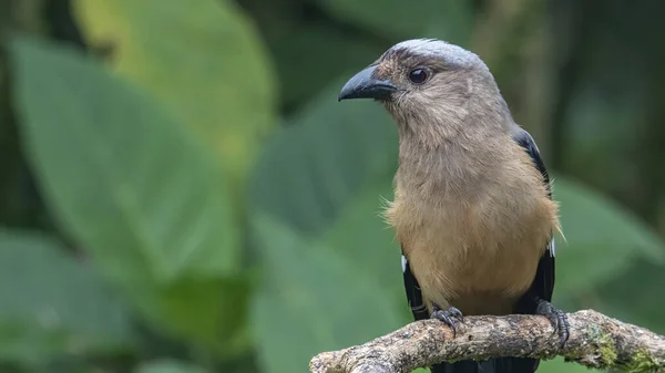 Образ Дикой Природы Красивой Огромной Птицы Bornean Treepie Dendrocitta Cinerascen — стоковое фото