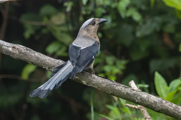 Образ Дикой Природы Красивой Огромной Птицы Bornean Treepie Dendrocitta Cinerascen — стоковое фото