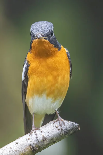 Migration Bird Mugimaki Flycatcher Branch Found Sabah Borneo — Stock Photo, Image