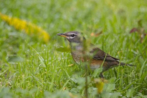 Natürliche Tierwelt Bild Von Augenbrauendrossel Vogel Auf Natur Dschungel — Stockfoto