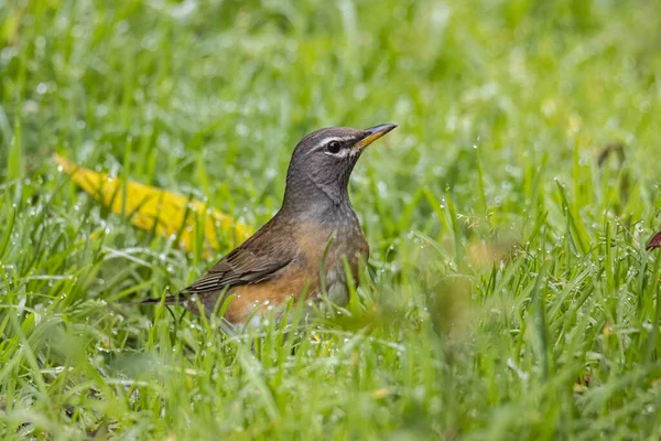 Naturaleza Fauna Imagen Ceja Zorzal Pájaro Selva Naturaleza —  Fotos de Stock