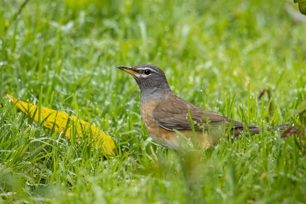 Nature Faune Image Sourcils Grive Oiseau Sur Nature Jungle — Photo