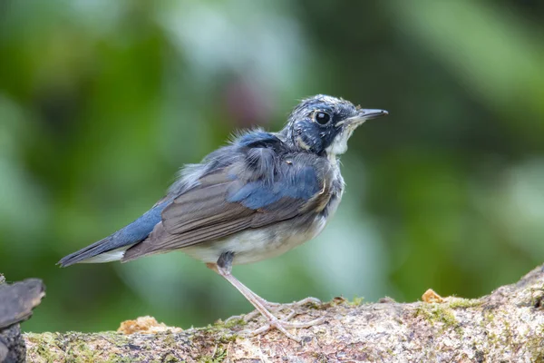 Jonge Blue White Flycatcher Japanse Flycatcher Mannelijke Blauwe Witte Kleur — Stockfoto