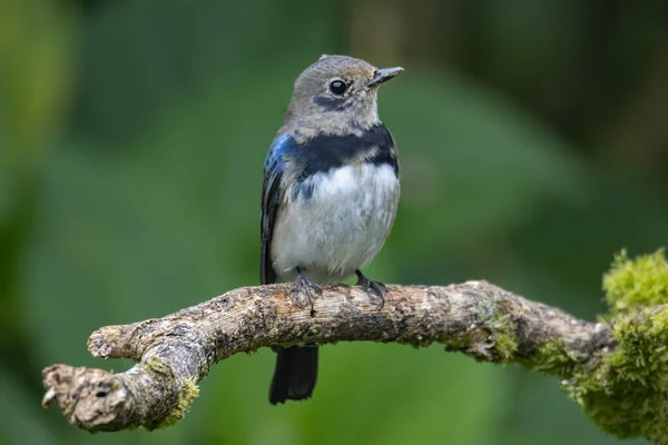 Fiatalkorú Kék Fehér Flycatcher Japán Flycatcher Férfi Kék Fehér Színű — Stock Fotó