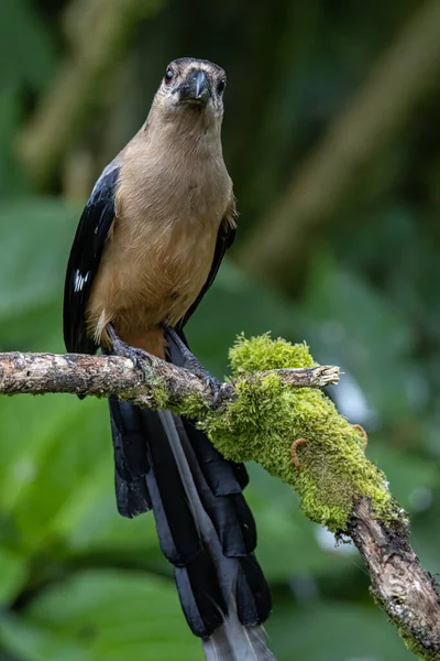 Természet Vadvilág Kép Gyönyörű Hatalmas Madár Bornean Treepie Dendrocitta Cinerascen — Stock Fotó