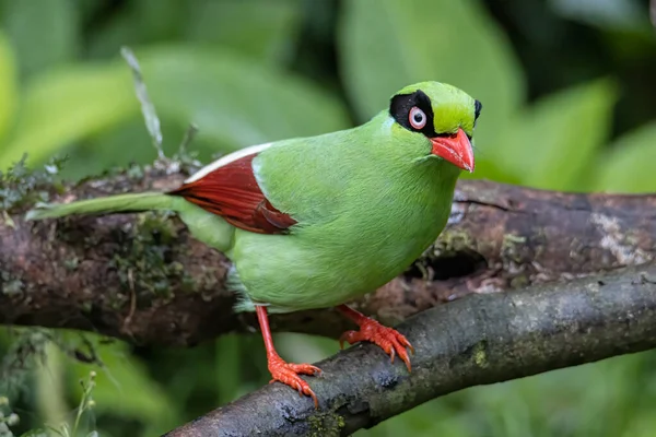 Nature wildlife image of green birds of Borneo known as Bornean Green Magpie