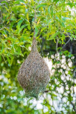 Ağaçta asılı olan Baya dokumacı kuş yuvasının doğa görüntüsü