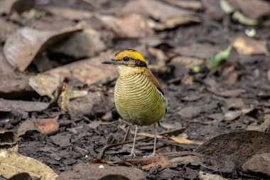 Borneo bantlı pittanın (Hydrornis schwaneri) doğa görüntüsü sadece Borneo 'da bulunur.