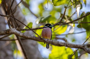Siyah-sarı geniş gagalı Sabah, Borneo 'nun doğa görüntüsü.