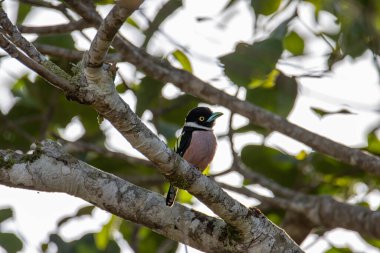 Siyah-sarı geniş gagalı Sabah, Borneo 'nun doğa görüntüsü.