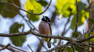 Siyah-sarı geniş gagalı Sabah, Borneo 'nun doğa görüntüsü.